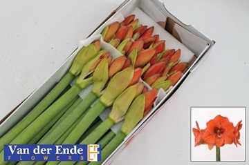 Hippeastrum Naranja 4/5bl