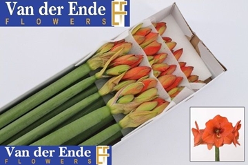Hippeastrum Naranja 4/5bl