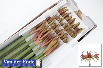 Hippeastrum Mini Tango 65cm 4bl