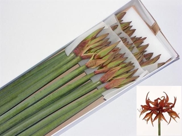 Hippeastrum Mini Merenque 75cm 4bl
