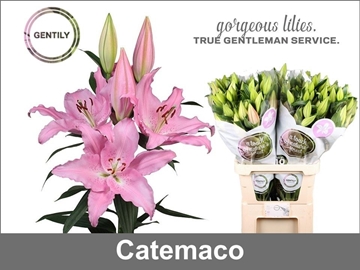 Lilium Or Catemaco 80cm 3/5bl
