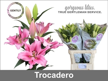 Lilium Ot Trocadero 100cm 4/5bl