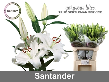 Lilium Or Santander 90cm 4/5bl