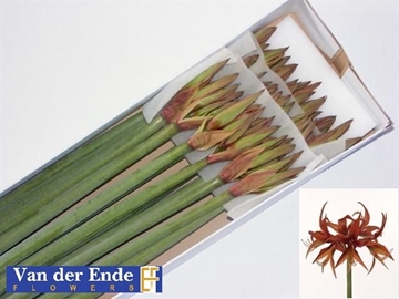 Hippeastrum Mini Merenque 70cm 4bl