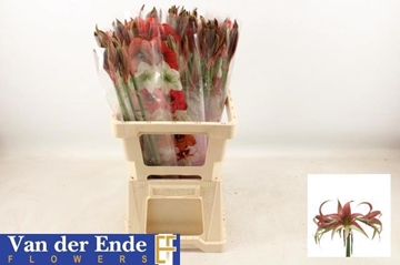 Hippeastrum Mini Tango 60cm 25bl