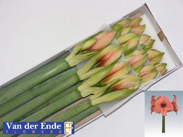 Hippeastrum Bouquet 4bl