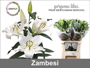 Lilium Ot Zambesi 100cm 5/7bl