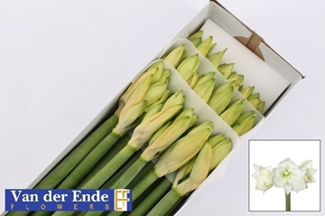 Hippeastrum Mont Blanc 4bl