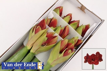 Hippeastrum Ferrari 4bl