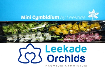 Cymbidium Asst Mini 70cm