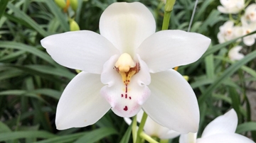 Cymbidium Mini Swanlake Margot 50cm