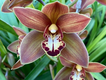 Cymbidium Mini Hot Chocolate 60cm