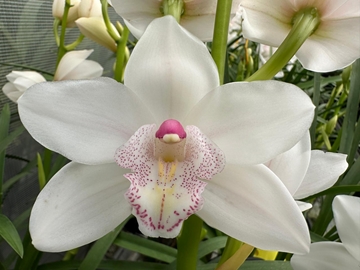 Cymbidium Mini Barbara 50cm