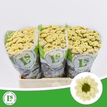 Chrysanthemum Santini Rossi Cream