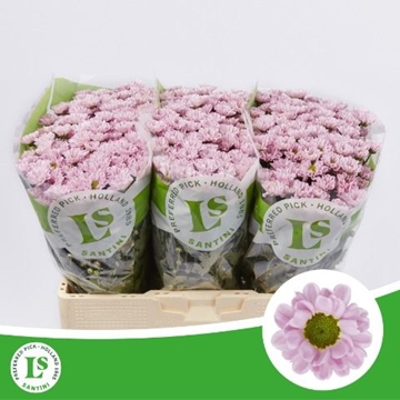 Chrysanthemum Santini Rossi Pink