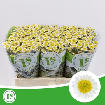 Chrysanthemum Santini Sun Up