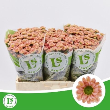 Chrysanthemum Santini Smokey