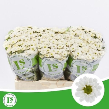 Chrysanthemum Santini Rossi White