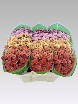Chrysant Santini