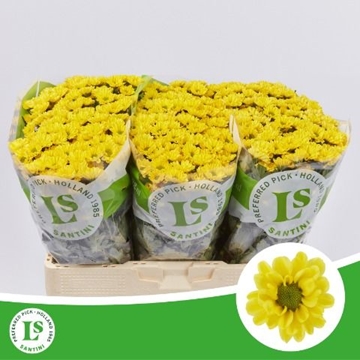 Chrysanthemum Santini Rossi Sunny