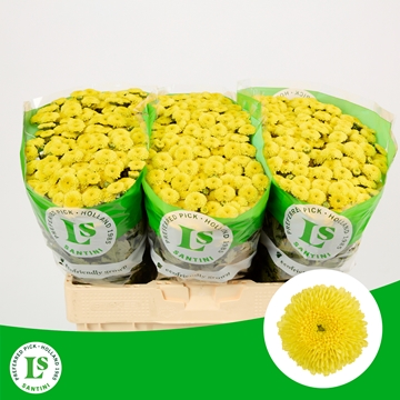 Chr S Will Yellow
