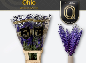 Delph Du Delp Ohio 100cm