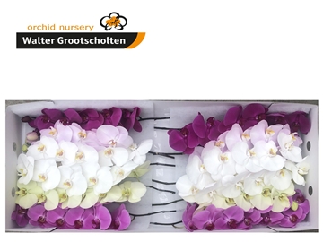 Phalaenopsis Assorted 80cm 9/12bl