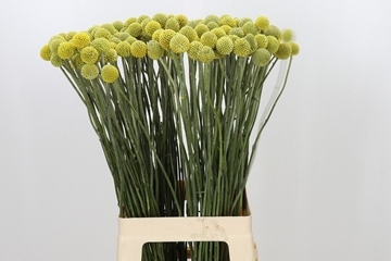 Craspedia Globosa 70cm