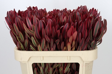 Leucadendron Jester 70cm