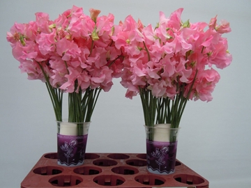 Lathyrus Sunsh Pink 35cm