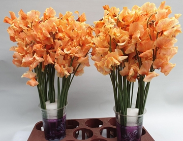Lathyr Parfum Klb H% 35cm