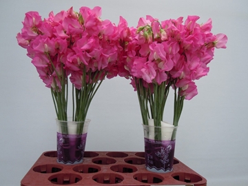 Lathyrus Sun Rose 35cm