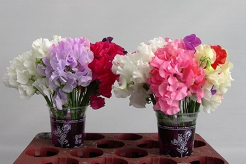 Lathyrus Mixed 20cm