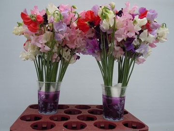 Lathyr Parfum Gem Bs 35cm