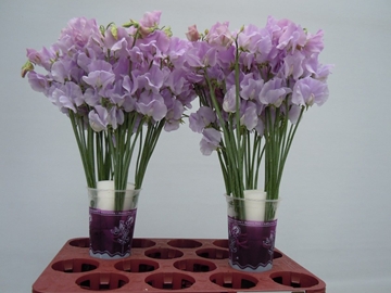 Lathyrus Suns Laven 35cm