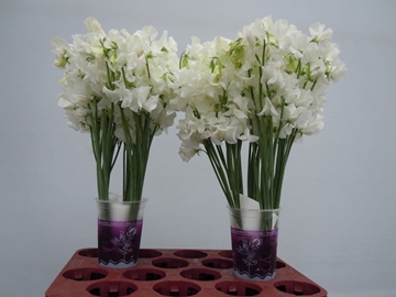 Lathyrus Suns White 35cm