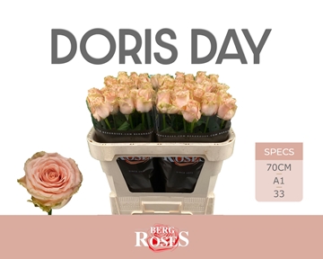 Rosa Doris Day 70cm