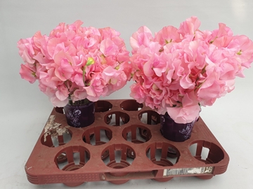 Lathyrus Sunsh Pink 20cm