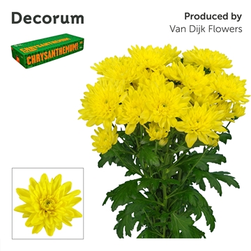 Chrys Spray Baltica Yellow 85gram