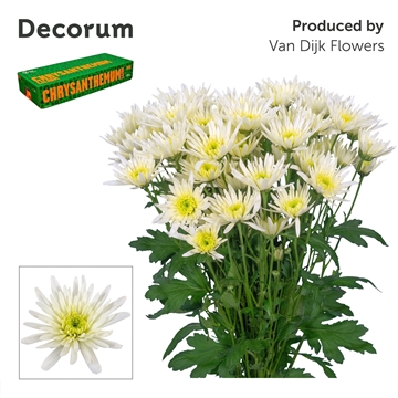 Chrys Spray Delianne White 75gram