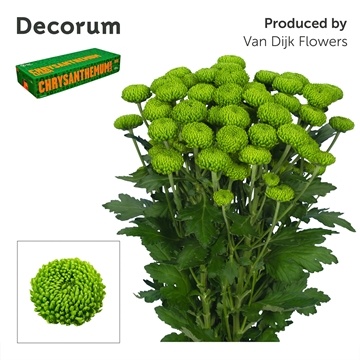 Chrys Spray Deligreen 90gram