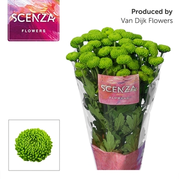 Chrys Spray Deligreen 75gram