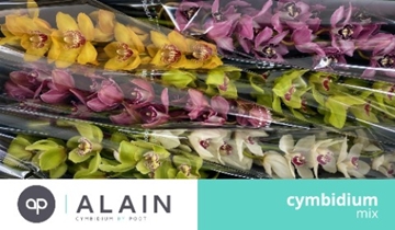 Cymbidium Asst 13bl