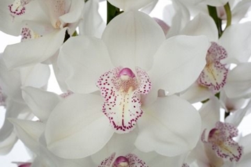 Cymbidium Mrs Sugar Lee 80 Cm - 12/15bl