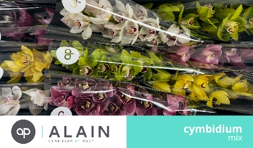 Cymbidium Asst 9bl