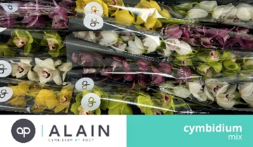 Cymbidium Asst 6bl
