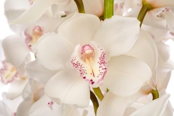Cymbidium Snow White 60 Cm - 8/11bl
