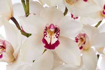 Cymbidium Ivory 80 Cm - 12/15bl