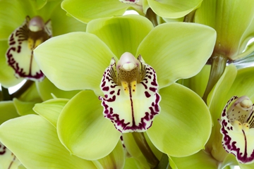 Cymbidium Robin Hood 60 Cm - 8/11bl