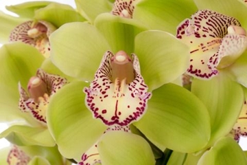 Cymbidium Hans 60 Cm - 8/11bl